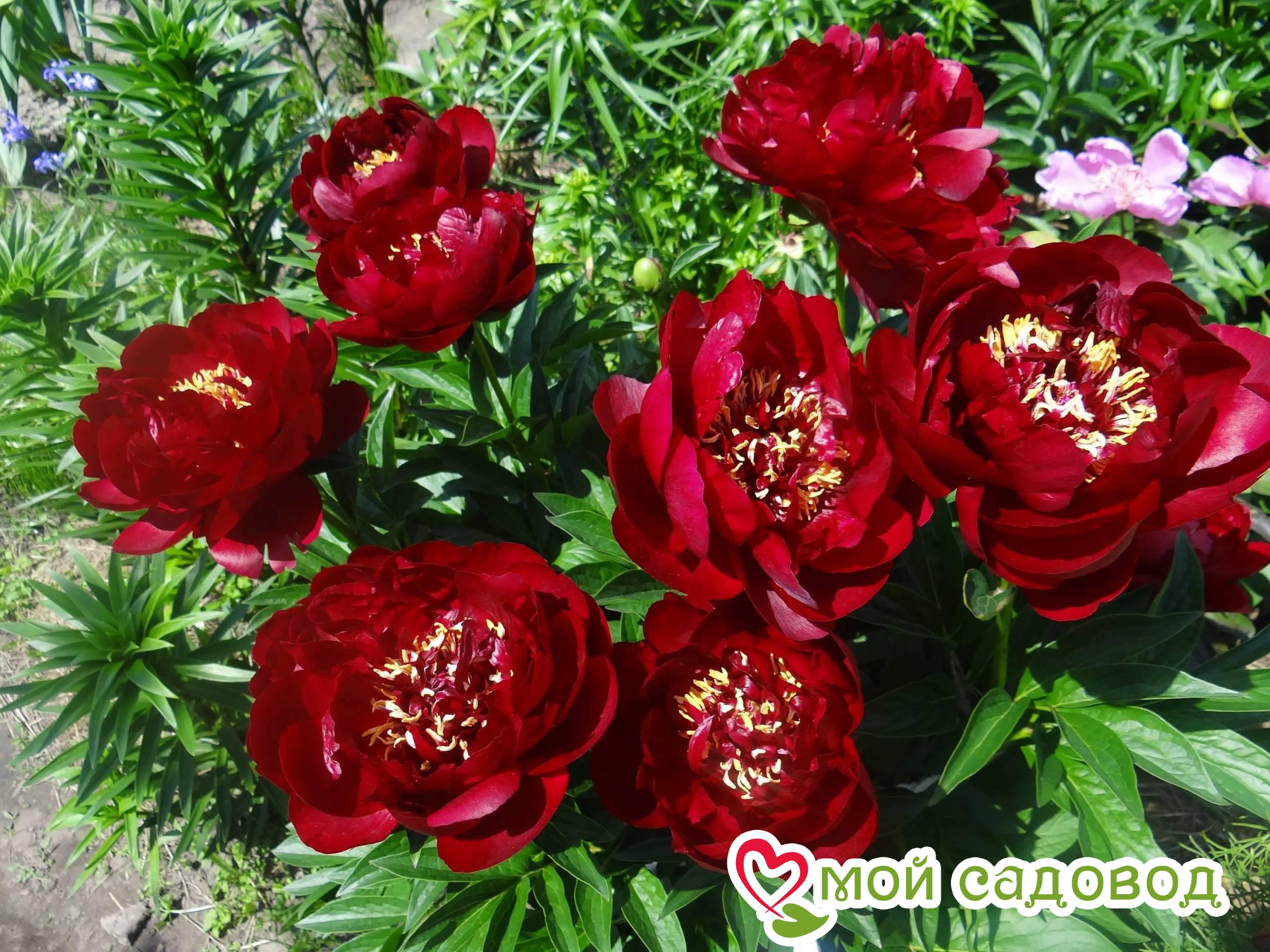 Пион Бакай Белл