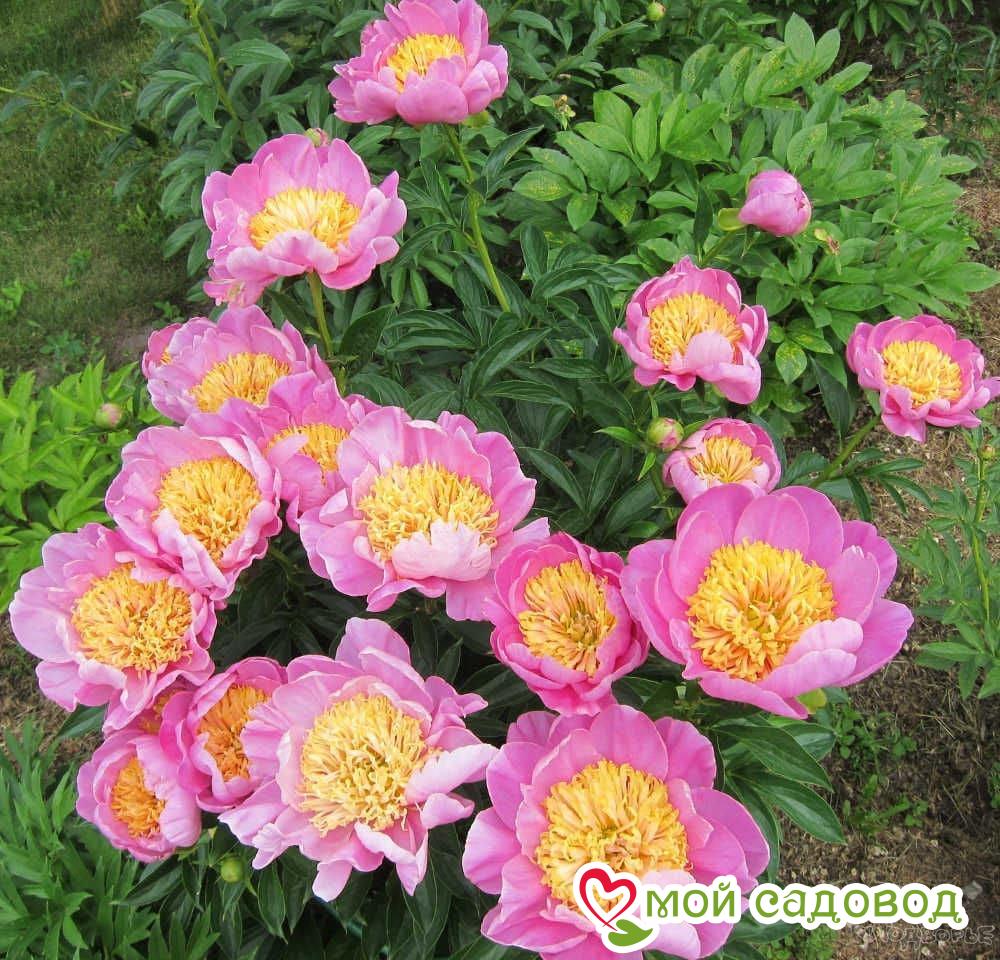 Пион Антверпен