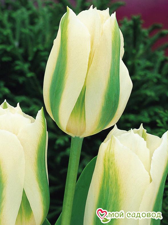 Тюльпан зеленоцветный Уайт Спринг Грин