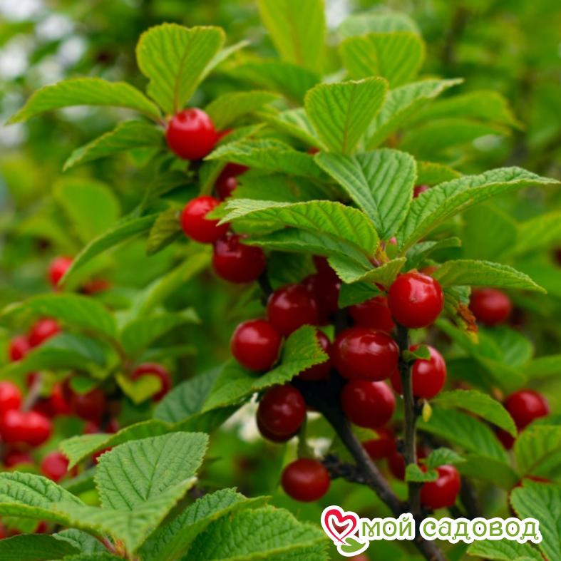 Вишня войлочная Царевна