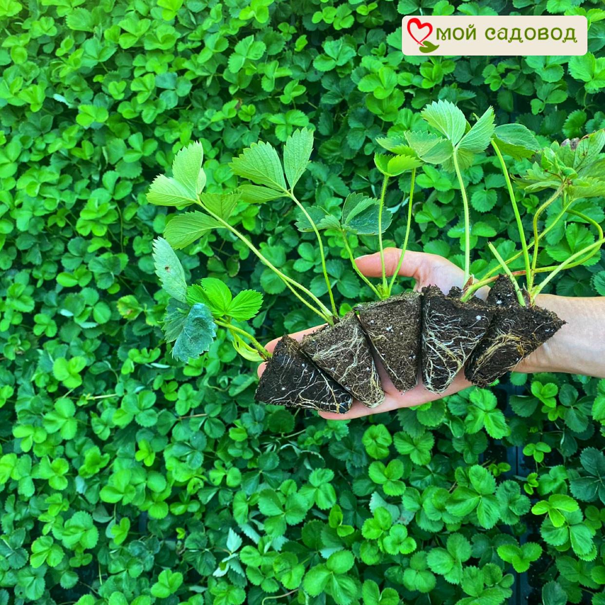 Клубника Анабланка ЗКС С1