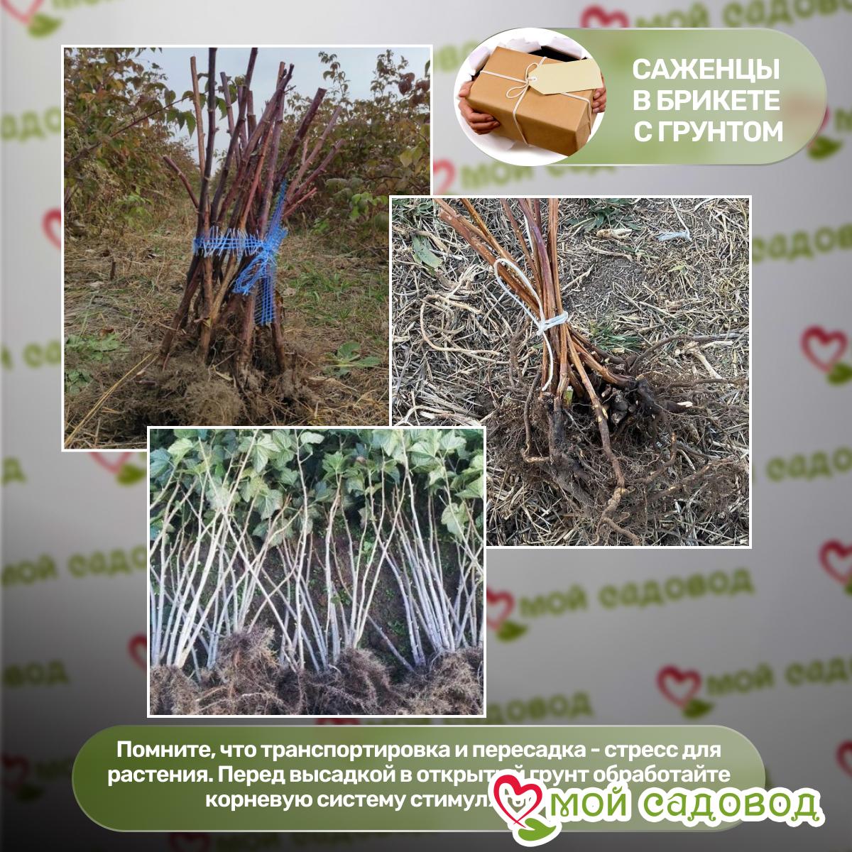 Малина ремонтантная Брусиловская