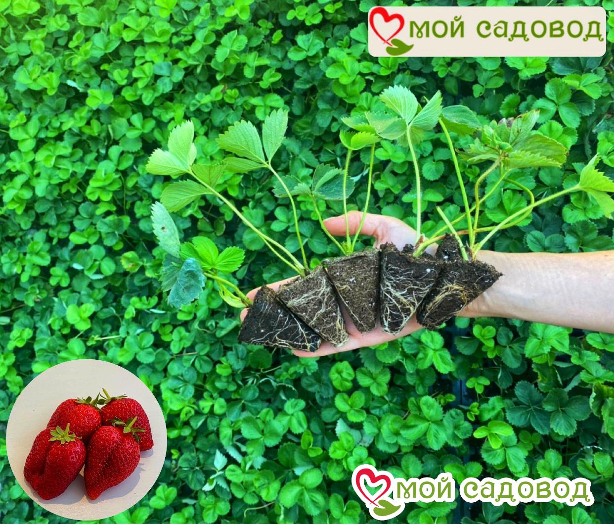 Клубника Амалия Желтый Гигант